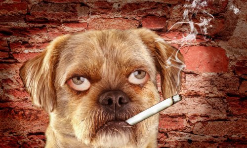 Zašto nije dobro pušiti u blizini ljubimca?