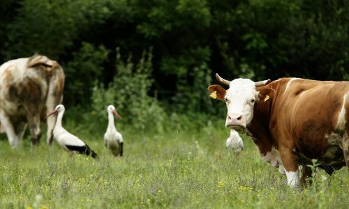 Ministarstvo priprema pomoć poljoprivrednicima čija je stoka uginula od bedrenice