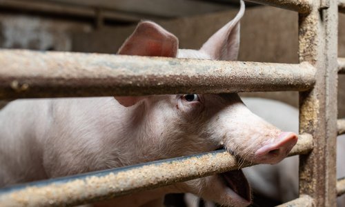 Proizvodnja mlijeka i dalje u padu, porasla proizvodnja svinja i goveda