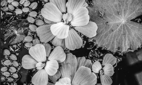 Izložba fotografija 'Nymphaea'Ane Šesto