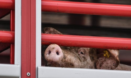 Vodeći europski proizvođač svinjetine najavio otkaze