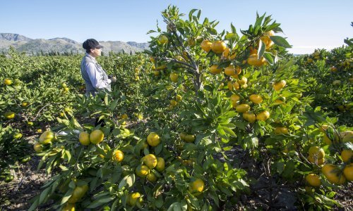 Suša uzela danak: Urod mandarina bit će 30 posto manji nego lani