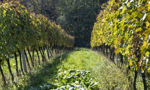 Čovjek u Koprivnici kažnjen s 500 kuna jer nije održavao vinograd. Tko ga je prijavio?