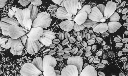 Otvorena samostalna izložba fotografija Ane Šesto: Njezini lopoči tjeraju nas na promišljanje o ranjivosti, ali i snazi prirode