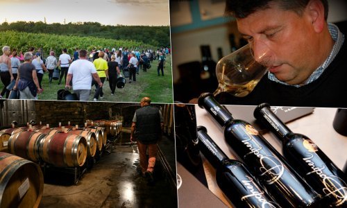Berba 2022. bit će slađa, kvalitetnija i s više alkohola, ali vinari poručuju: Poskupljenja su neizbježna!