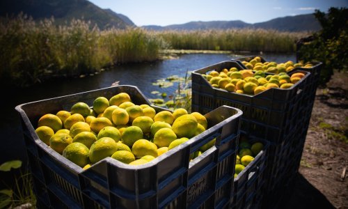 Zahuktala se berba mandarina u Neretvanskoj dolini, ali berača nema ni za lijek