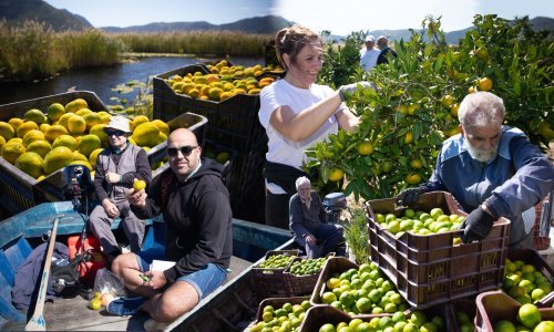 Filmske scene u neretvanskom kraljevstvu mandarina, žuto zlato 'plovi' po 4,2 kune za kilogram: Na zemlji i kad nema posla, uvik ima posla. I još ljudi misle da si bogat