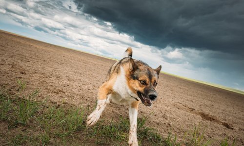 Pas napao školsku djecu na Gornjem Vrapču, stradao prvašić