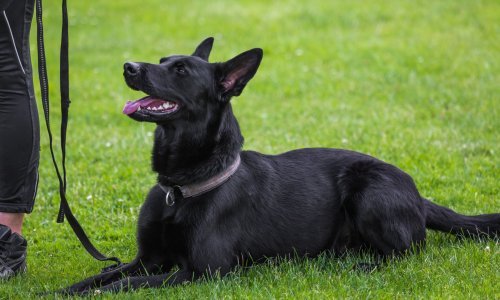 Vlasniku oduzet pas koji je izgrizao dječaka, evo što kažu svjedoci