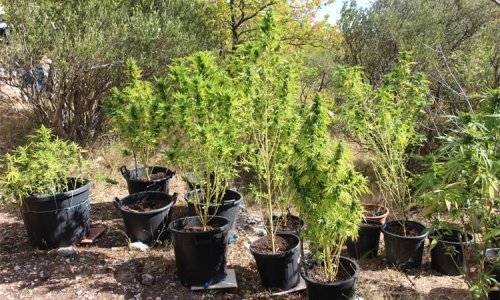 [FOTO] Manufaktura kod Makarske: Uhićena zbog više od 4,3 kilograma marihuane i 96 stabljika