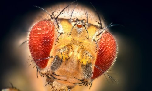 Ako se 'daljinskim' može upravljati vinskim mušicama, može li se i ljudima?