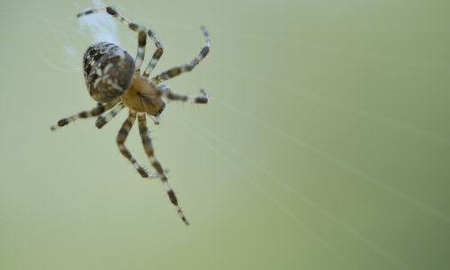 Lisa Holst efekt, ili kako internet pridonosi nastanku mitova