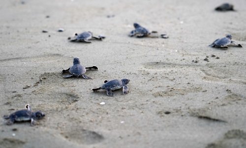 Zbog globalnog zagrijavanja gotovo sve tropske morske kornjače su - ženke