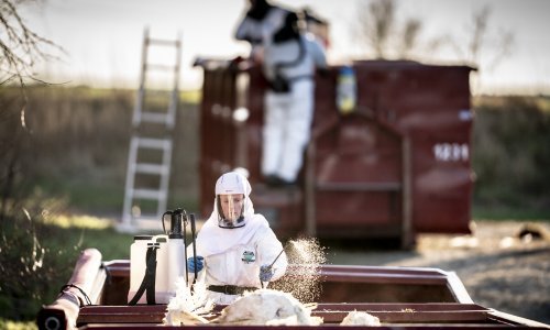 Nizozemska će zbog ptičje gripe usmrtiti oko 102.000 kokoši