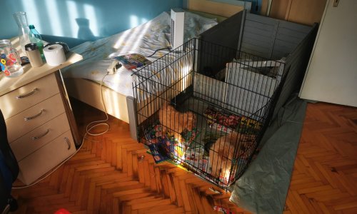 [FOTO] Ilegalno trgovao sa štencima koje je u kavezima držao u stanu. Fotografije govore sve