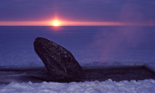 Sve je manje sivih kitova u Tihom oceanu, golem pad populacije od 2016.