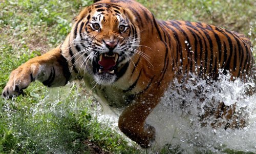 Indijska policija ustrijelila 'tigra ljudoždera' koji je rastrgao najmanje šest ljudi u mjesec dana