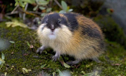 'Samoubilačke' navike leminga izmislio je Disney i za to dobio Oscara