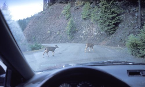U desetak dana 26 naleta vozila na životinje u jednoj županiji: Stradali jeleni, ovce, divlje svinje...