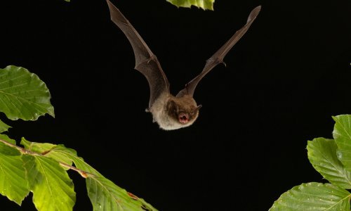 Zaboravite na izreku 'slijep kao šišmiš', ti sisavci vide bolje od vas