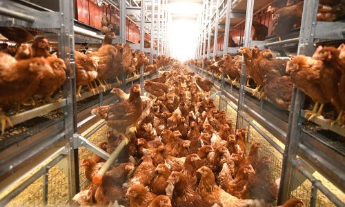 Poznata je sudbina 150.000 kokoši s farme na kojoj je otkrivena salmonela