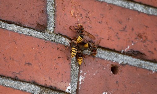 Djecu na terenskoj nastavi u Zagrebu izboli stršljenovi, jedan dječak alergičan i hitno je prevezen u bolnicu