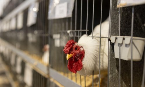 Nizozemska će zbog ptičje gripe usmrtiti 300 tisuća kokoši