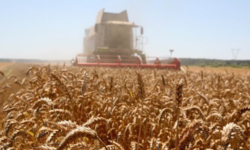 Podravka počela otkup pšenice po cijeni od 0,90 do 1,25 kuna po kilogramu