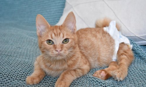 Ovaj je hrvatski beauty brend donirao čak 120.000 kuna u 14 udruga koje brinu o napuštenim životinjama