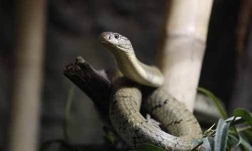 Pobjegla kobra iz terarija; zatvoren dio zoološkog vrta u Stockholmu