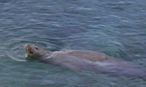 [VIDEO] Kod Dubrovnika snimljena sredozemna medvjedica