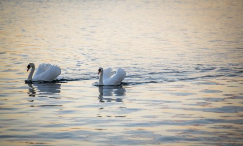 Potvrđena visokopatogena influenca ptica kod dva labuda u Zagrebačkoj županiji