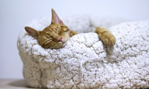 Zašto mačke toliko puno spavaju?