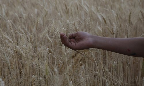 Savjetnik ukrajinskog predsjednika: Propala ruska 'ucjena' glede izvoza žitarica