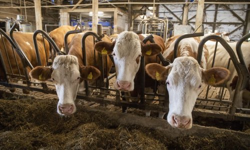 Troškovi poljoprivredne proizvodnje za 50 posto veći nego lani