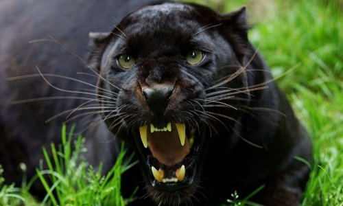 Zagrebački ZOO oglasio je o zvijeri viđenoj na hrvatskoj granici: 'Crna pantera ne postoji'