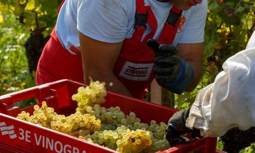 Hrvatski vinari lani poslovali s 8,7 milijuna kuna neto dobiti, evo tko je najviše utržio