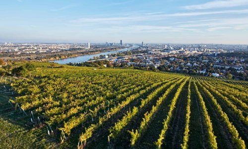 Vinom iz centra grada ponose se Beč i Pariz, a grožđe je nekad raslo i usred Zagreba