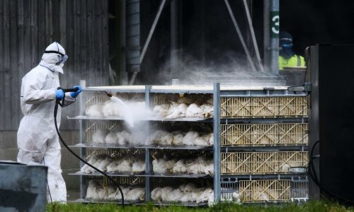 Europom hara najgora ptičja gripa u njezinoj povijesti