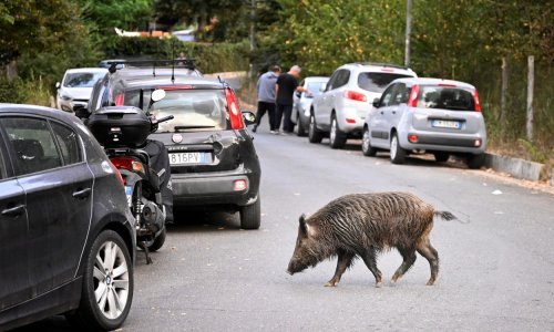 Drama u BiH: Divlja svinja trčala po magistrali i udarala u automobile