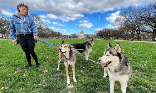 Zašto ne bismo smjeli dopuštati psima da piju iz lokava?