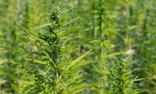 Bavarska na sve načine pokušava zaustaviti legalizaciju kanabisa u Njemačkoj