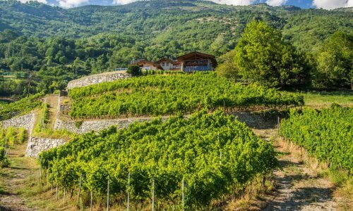 U Istri sve manje vinograda, a raste sadnja maslinika