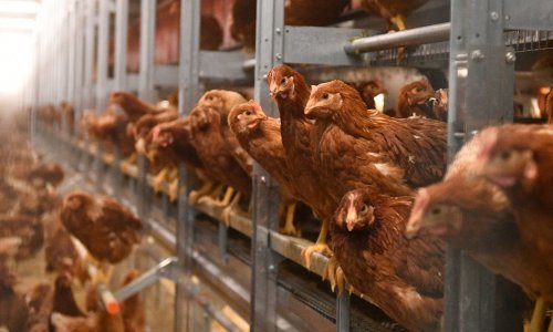 Držite kokoši ili ptice? Zbog širenja ptičje gripe te životinje moraju u strogu izolaciju