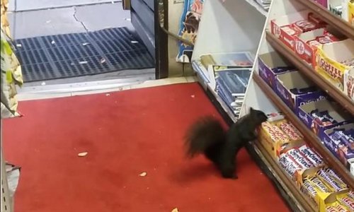 Vjeverica krade čokoladice iz dućana