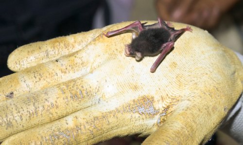 Najmanji sisavac na svijetu može stati na prst, znate li kako se zove?