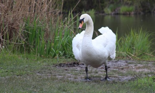Labud prošetao Maksimirskom cestom i začudio pješake i vozače