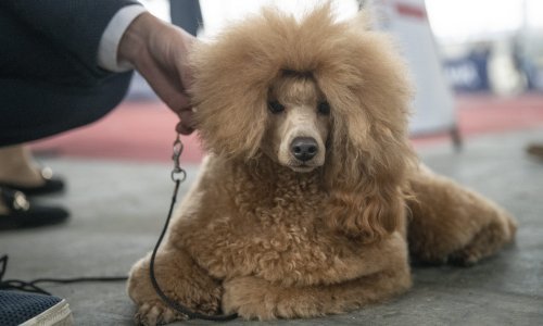 Ovo su psi koji su se borili za titulu najljepšeg; koji je vaš favorit?