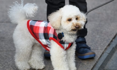 Je li ovo najslađa zagrebačka špica koju ste vidjeli? Neodoljivi psići najljepši su modni dodatak