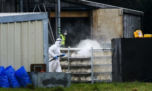 Izbila ptičja gripa na farmi purana u općini Oriovac